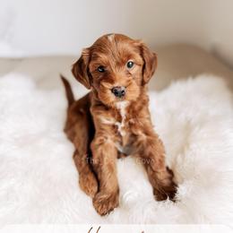 Horseshoe - Red  male Goldendoodle puppy in Syracuse, Indiana from The Doodle Cove