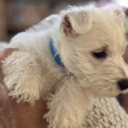 West Highland White Terrier Puppies from Amazing Grace Westies