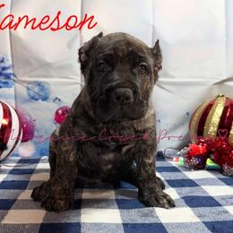 Jameson - Tiger male Perro de Presa Canario puppy in Horizon, Texas from Mesquite Creek Kennels