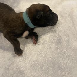 Sokka - Mahogany male xDutch Shepherd puppy in Chelsea, Alabama from Alliance K9