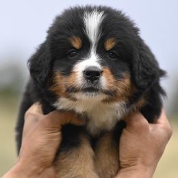 Bernese Mountain Dog, Golden Mountain Dog, and Golden Retriever Puppies from Grateful Bernese & Gage's Goldens