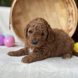 Brook - Red female Cavapoo puppy in Orrstown, Pennsylvania from Pawfect Fur Friends