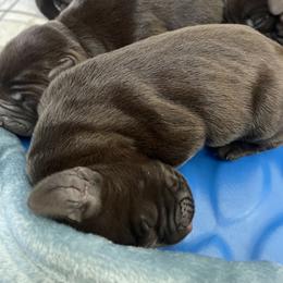 Pudelpointer Puppies from Saddle Creek Kennels