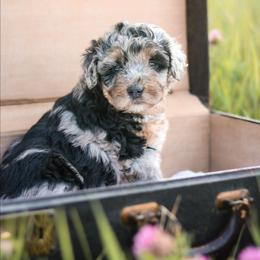Moxie - female Australian Mountain Doodle puppy in Crete, Nebraska from Doodles & Co