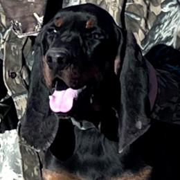 Black and Tan Coonhounds from BT Coonhound