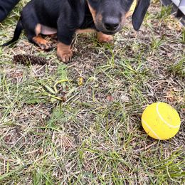Dachshund Puppies from Rocky Mountain Wieners