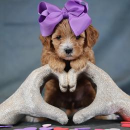 La Bamba - Red female Cavapoo puppy in Murray, Utah from Good Looking Dogs