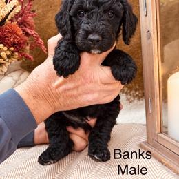 Banks - Black male Poodle puppy in Woodleaf, North Carolina from Circle T Ranch K9s