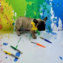 Bulldog and French Bulldog Puppies from AdoraBull Bulldogs