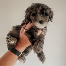 Pipp - Blue merle female Sheepadoodle puppy in Wabash, Indiana from DOODCompany