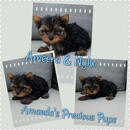 Waylon - Black and tan male Yorkshire Terrier puppy in Wartburg, Tennessee from Amanda's Precious Pups