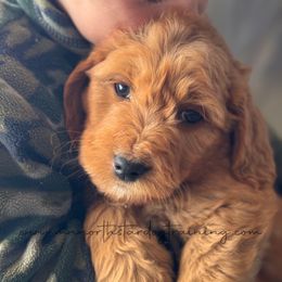December - Red  Goldendoodle puppy in Lancaster, Minnesota from North Star Dog Training