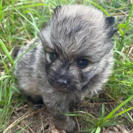 Booleroo - Wolf sable male Pomeranian puppy in Bamberg, South Carolina from Shakhor Ohr Collies and Pomeranians