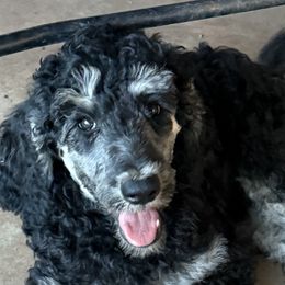 Poodles from Red DIrt Poodles