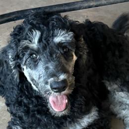 Poodles from Red DIrt Poodles