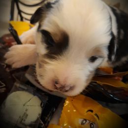 Australian Shepherd and Olde English Bulldogge Puppies from Patchwork Kennels