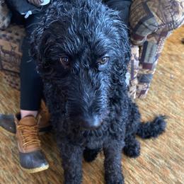 Ash - Goldendoodle