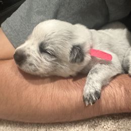 Australian Cattle Dog Puppies from Folie à Deux Australian Cattle Dogs