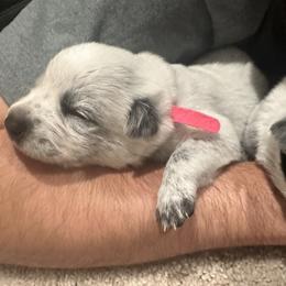 Australian Cattle Dog Puppies from Folie à Deux Australian Cattle Dogs