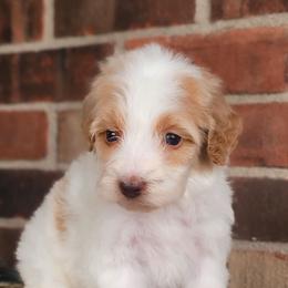Beretta - Caramel ice female Australian Labradoodle puppy in Connersville, Indiana from Dessie's Doodles