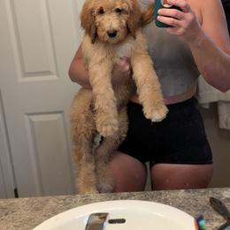 Blue Collar - Apricot male Goldendoodle puppy in Olympia, Washington from Sinclairdoodles