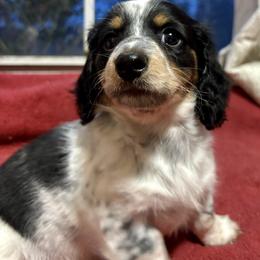 Milo - Piebald male Dachshund puppy in Aiken, South Carolina from State Eight Dachshunds