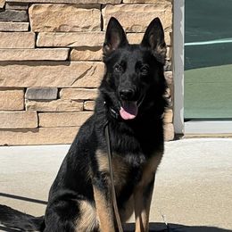Belgian Malinois, Biewer Terriers, and German Shepherds from East KY K9
