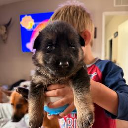 Blue Collar Male - Black and red male German Shepherd puppy in Yelm, Washington from Squires Farm and Ranch, Vom Haus Squires
