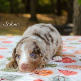 Sedona - Red merle female Australian Shepherd puppy in Coldwater, Michigan from Northern Star Australian Shepherds