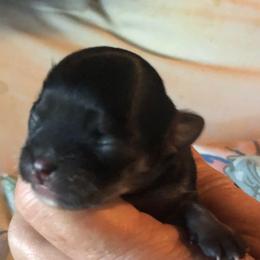 Girl 2 - Black and tan female Chihuahua puppy in Amelia, Virginia from Pannell’s Precious Pups