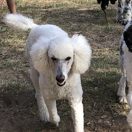 Poodles from Myers Family Standard Poodles