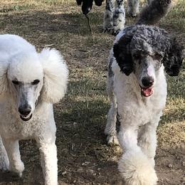 Poodles from Myers Family Standard Poodles