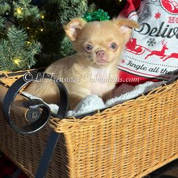 Minka - Cream and white female Chihuahua puppy in Anderson, South Carolina from Lil Treasures Chihuahuas