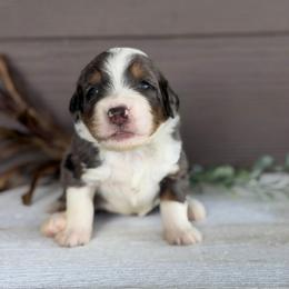 Bacon - Blue merle male Bernedoodle puppy in El Campo, Texas from Little Fur Friends Bernedoodles