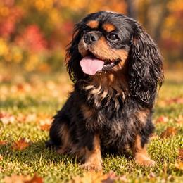 Augie - Cavalier King Charles Spaniel