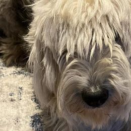 Old English Sheepdogs and Sheepadoodles from Greta’s Sheepadoodles