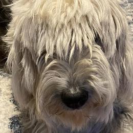 Old English Sheepdogs and Sheepadoodles from Greta’s Sheepadoodles