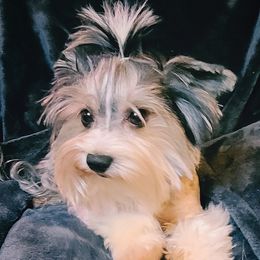 Andy Cooper - Yorkshire Terrier