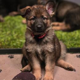 Red collar (Chilli) - Sable female German Shepherd puppy in Hermitage, Pennsylvania from Shepherds of the Hundred Acres