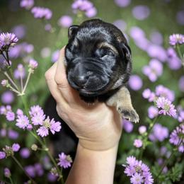 Salsa - Sable male German Shepherd puppy in Oakland, Oregon from VHM German Shepherds