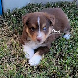 Owen - Red tri male Miniature Australian Shepherd puppy in Waxhaw, North Carolina from Cane Creek Aussies