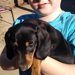 Dachshund Puppies from DANIELLE HURT