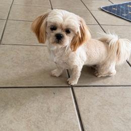 Daisy - Cream and white female Shih Tzu puppy in Connersville, Indiana from Sugar and Spice Shihtzus
