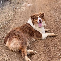 Bourbon  - Australian Shepherd