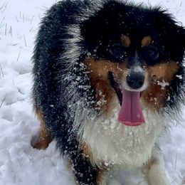 Australian Shepherds, Miniature American Shepherds, and Toy Australian Shepherds from OR Aussies