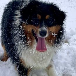 Australian Shepherds, Miniature American Shepherds, and Toy Australian Shepherds from OR Aussies