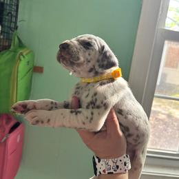 Daisy - White and liver brown female Dalmatian puppy in Wilson, North Carolina from New Horizonz Dalmatians