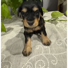 Miniature Schnauzer Puppies from Walker Miniature Schnauzers