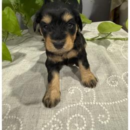 Miniature Schnauzer Puppies from Walker Miniature Schnauzers