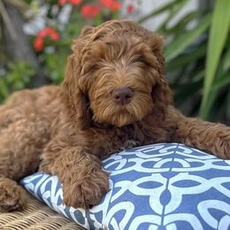 Cupid - Red Australian Labradoodle puppy in Riverside, California from Sycamore Canyon Labradoodle